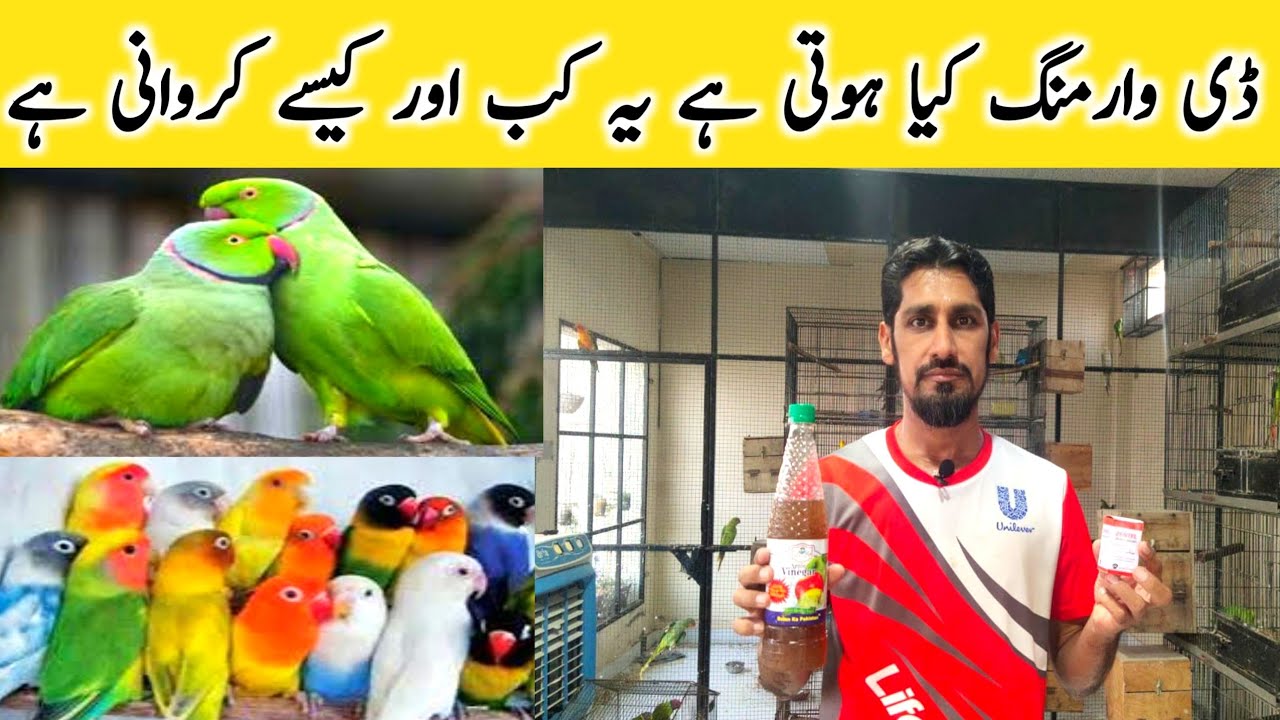 Deworming Tip Of Birds and Parrots | How to Deworming Birds | MBS Vlogers.
