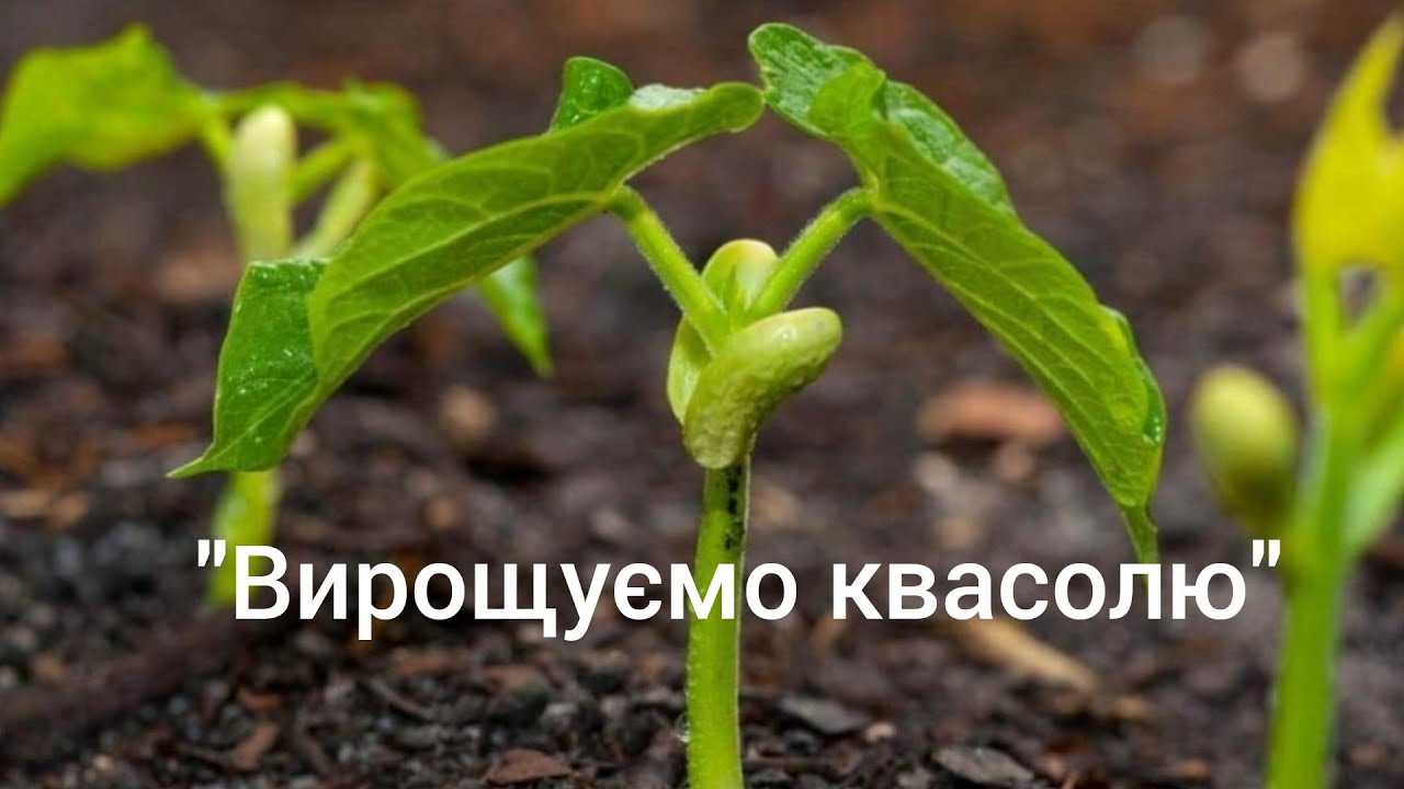Дослідницька діяльність: 