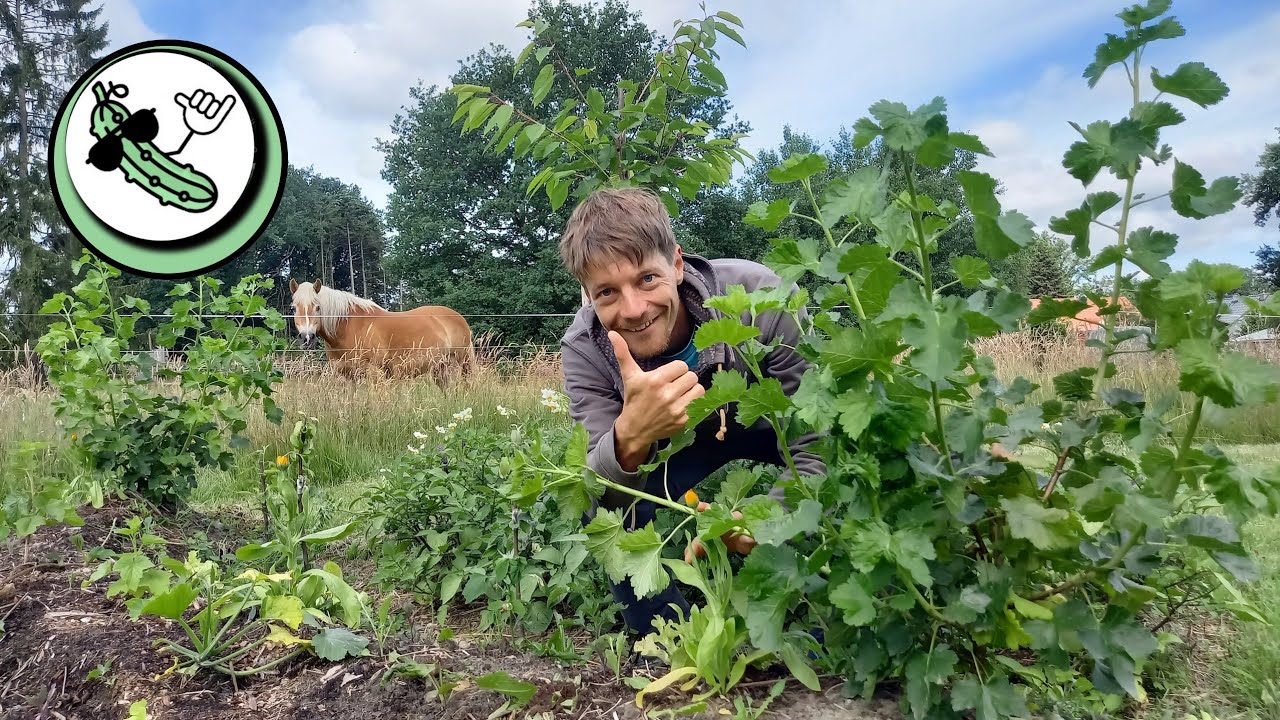 Create a garden for SELF-SUFFICIENCY: Permaculture HELPS! (2nd year)