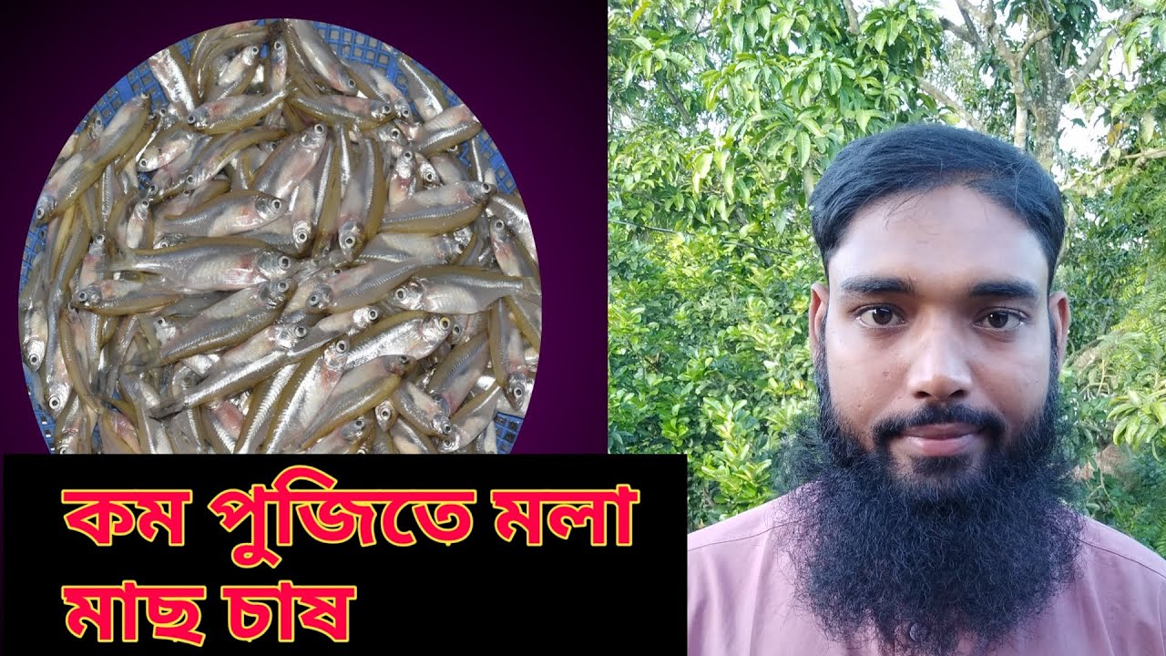 আধুনিক পদ্ধতিতে মলা মাছ চাষ । কম খরচে অধিক লাভ ( Mola Fish Farming )