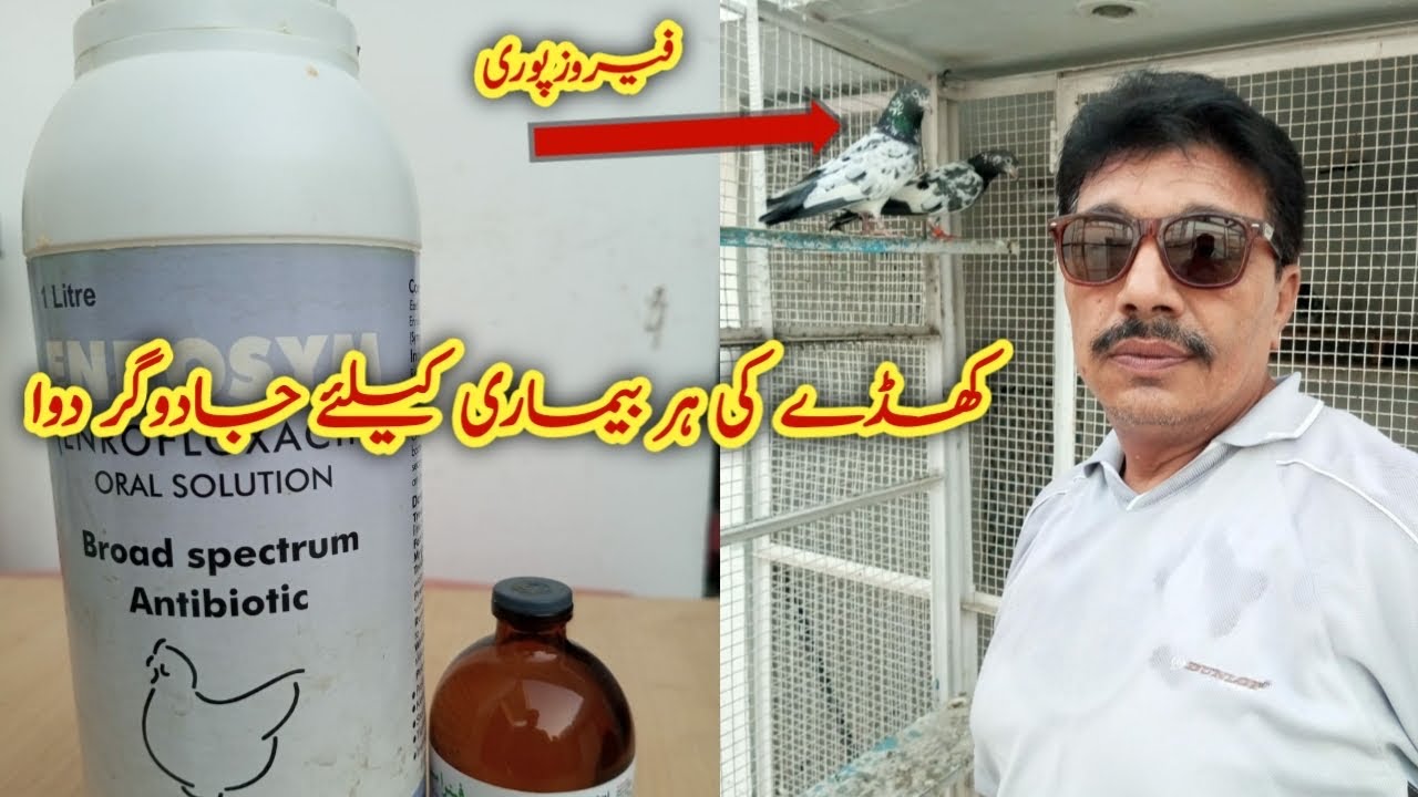 Kabootar k cage mai anay wali Sab beemari ka aik ilaj | Ustad Mian Mustajab Moshi