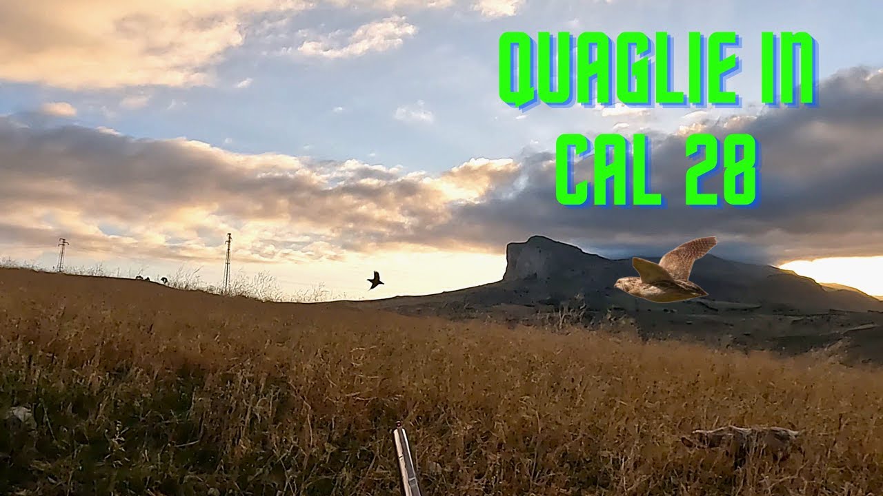 A quaglie con thor e il solito calibro 28!!