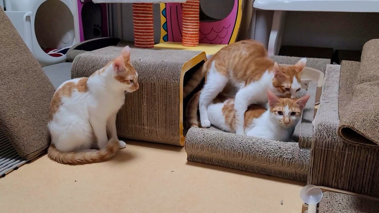 세 마리 아기고양이 발정이 났어요/my cat is in heat/My cat's first mating