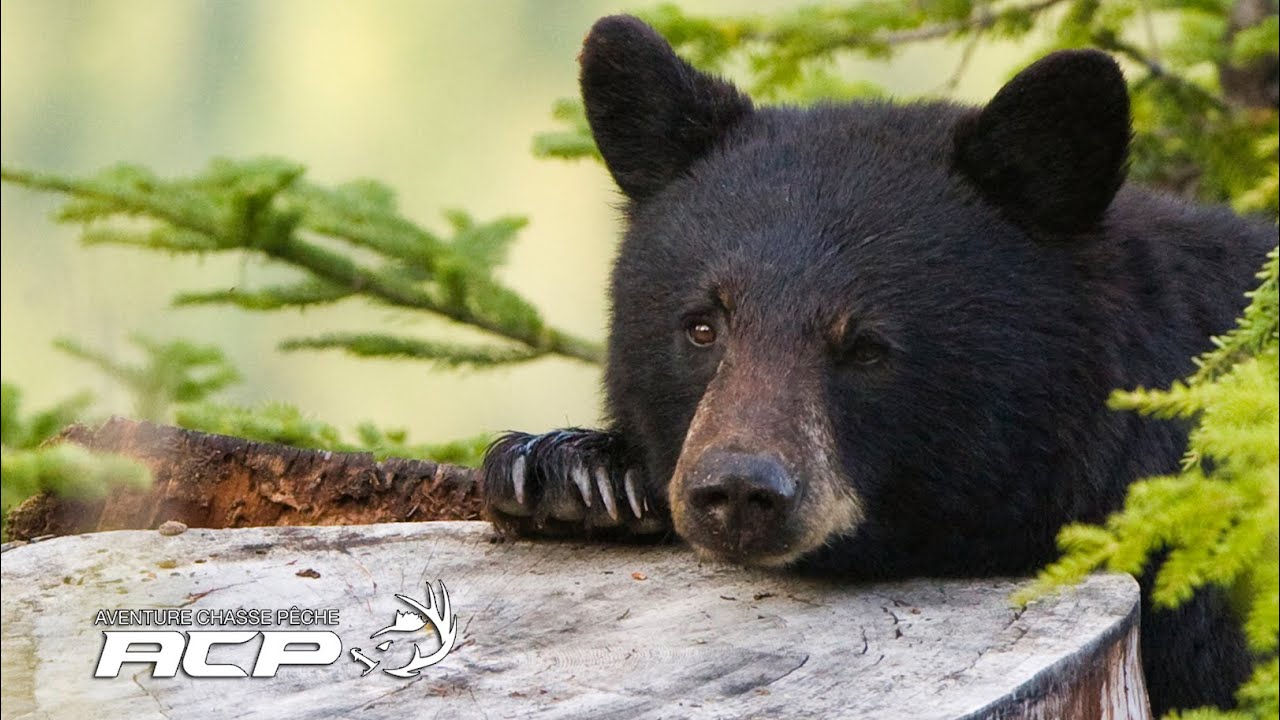 Michel Therrien - Astuce Chasse à l'ours