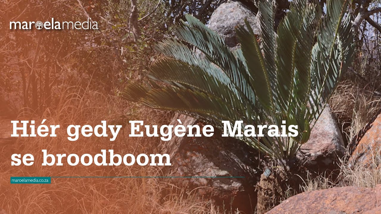 Hiér gedy Eugène Marais se broodboom