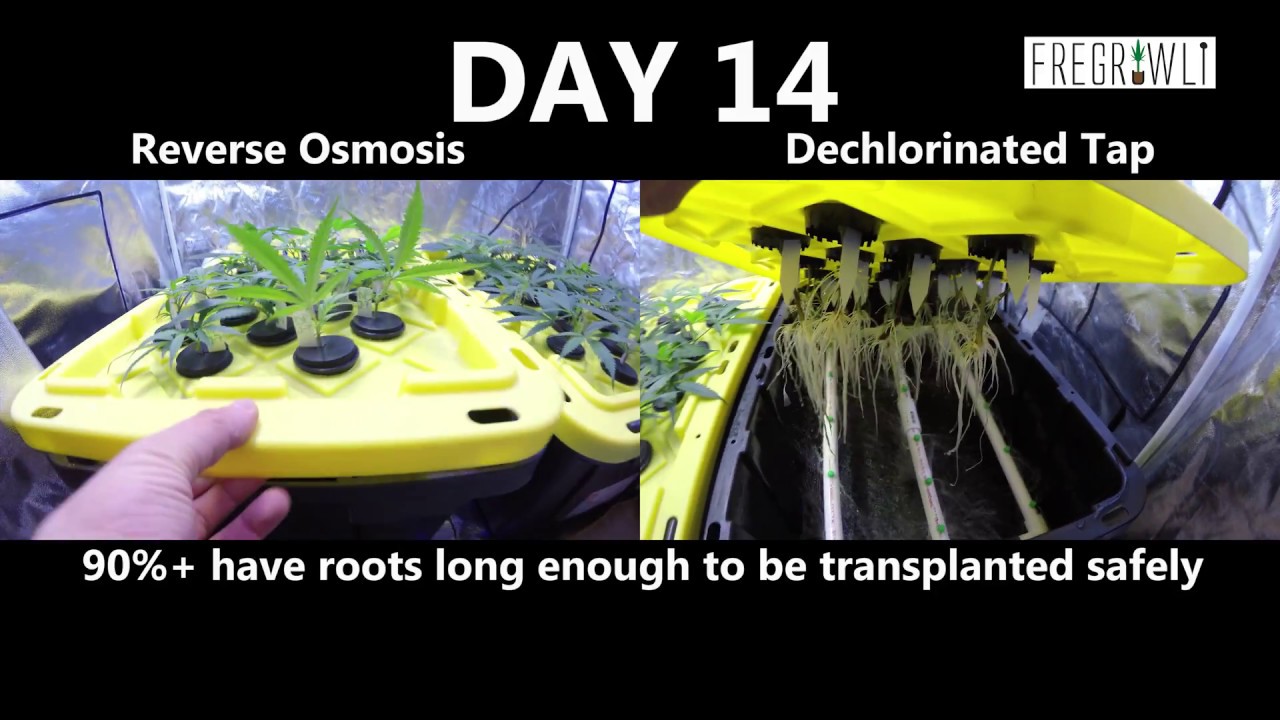 Part 2: Cloning Faster - RO vs Tap Water (Round 2)
