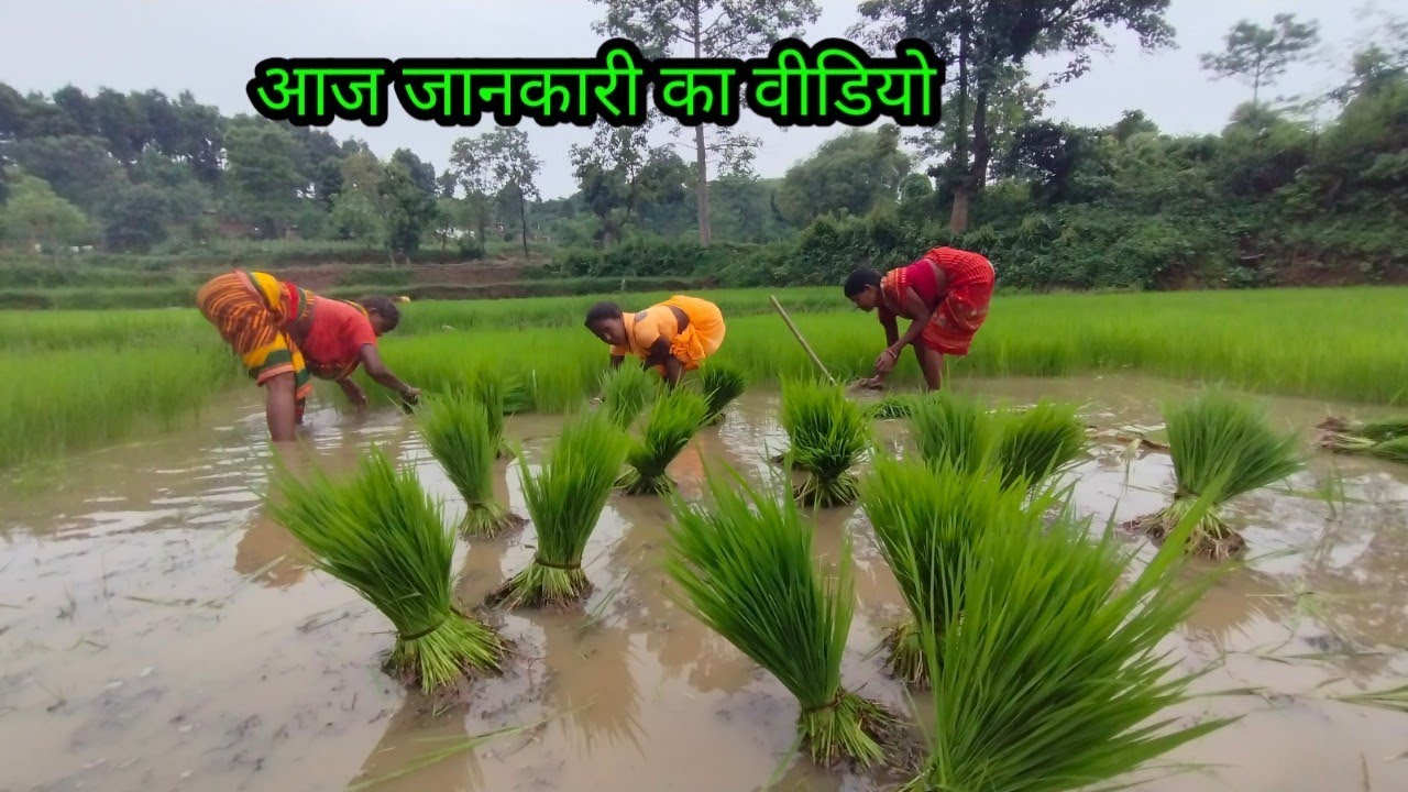 आज जानकारी का वीडियो // budhani ki duniya