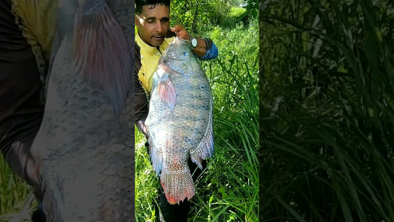 Pescaria de til&aacute;pia do Nilo #pescador #pescaria #tilapia #gigante