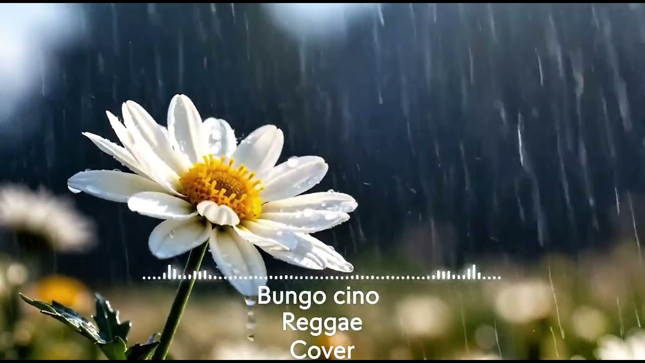 Lagu kerinci Bungo Cino Reggae Cover