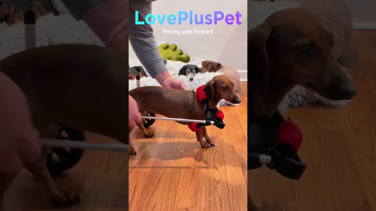 Small / Medium Dog Hind Leg Wheelchair | Lovepluspet#dog  #doglover   #dogweelchair