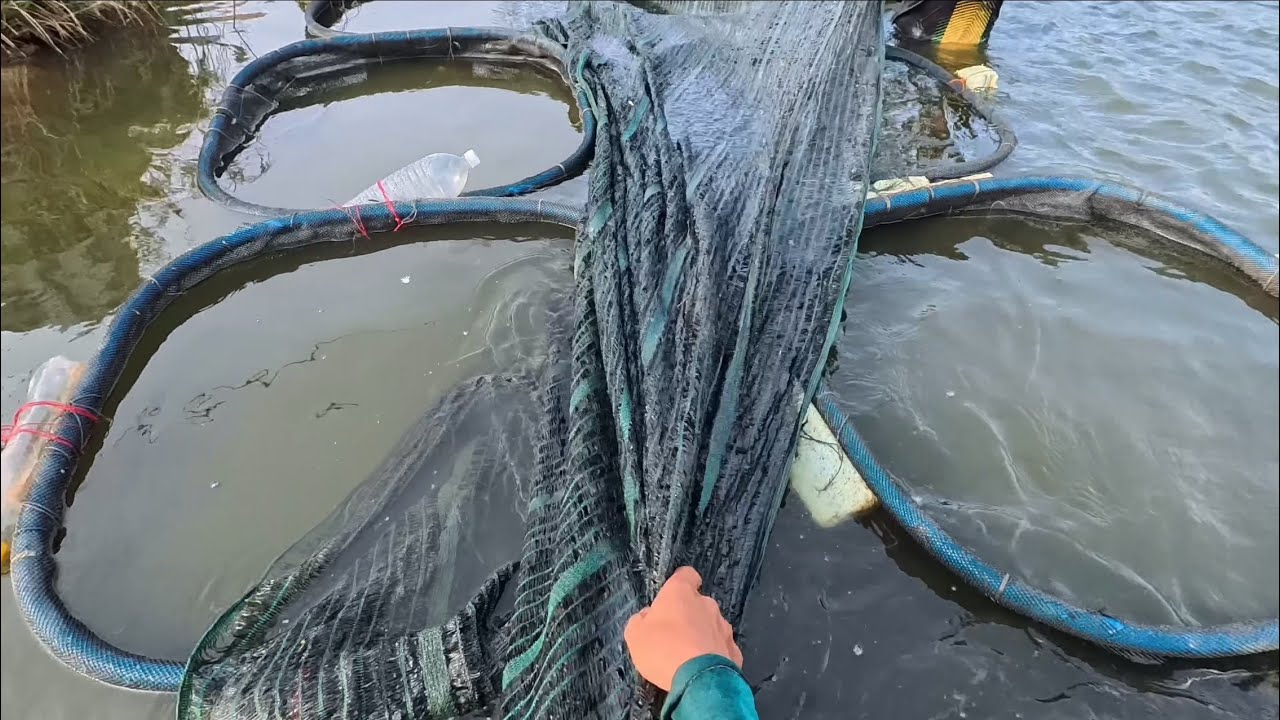 Udang galah siap di antar…😱😱