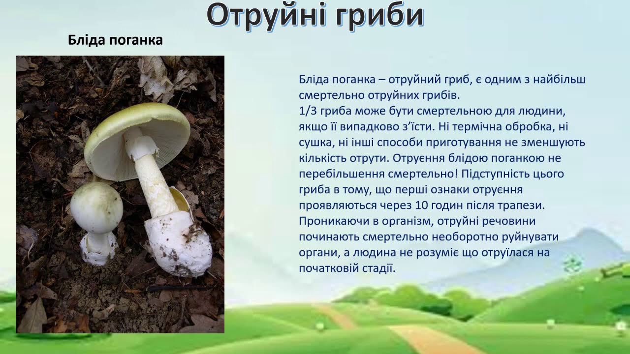 Я досліджую світ 2 клас НУШ Ми збирали урожай  Гриби та Рослини  Плоди та насіння