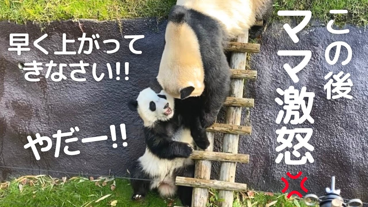 ママにも..モートで反抗中😂言うこときかない娘に良浜の雷が..w子パンダ楓浜🐼