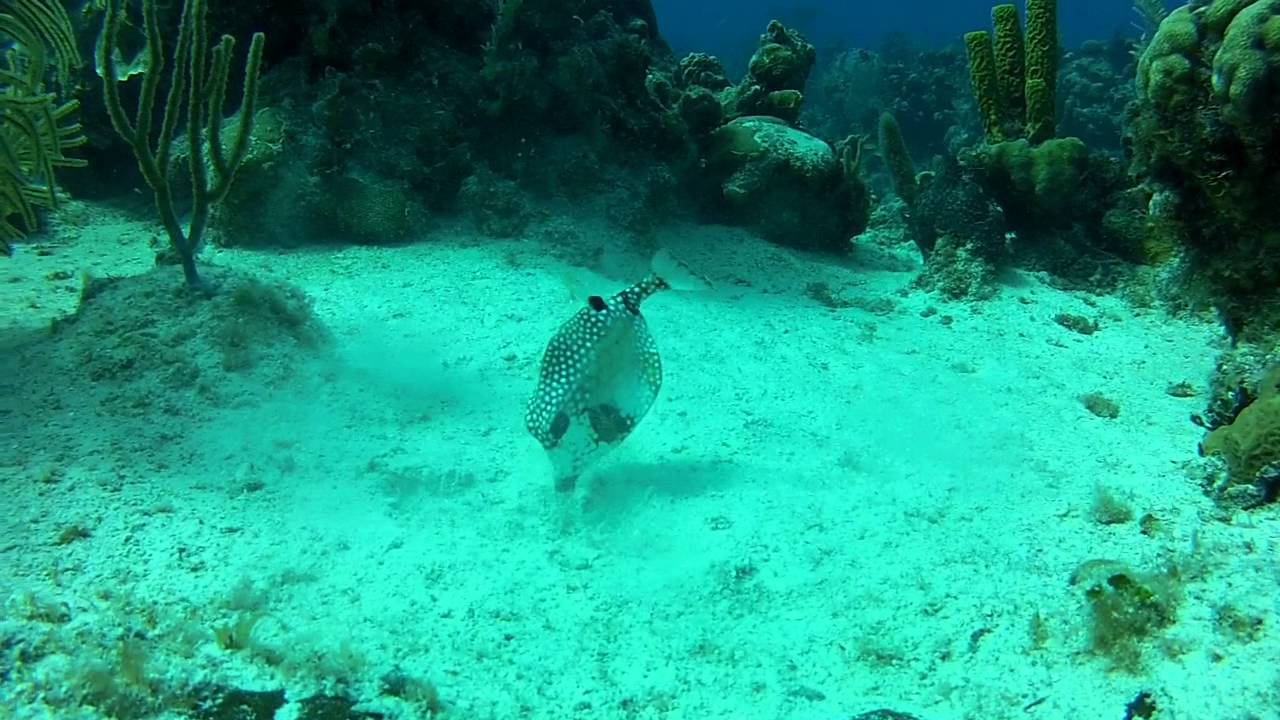 Box Puffer