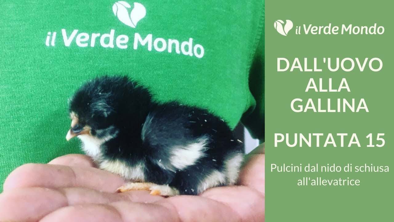Pulcini dal vassoio di schiusa all'allevatrice | Dall'uovo alla Gallina | Puntata 15
