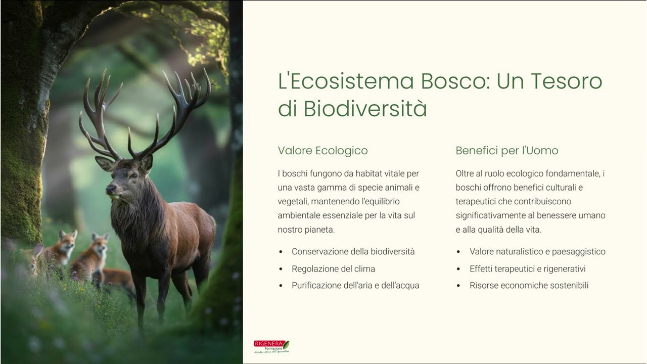 Il Bosco Modello da Imitare per la Biodiversita e Sostenibilita