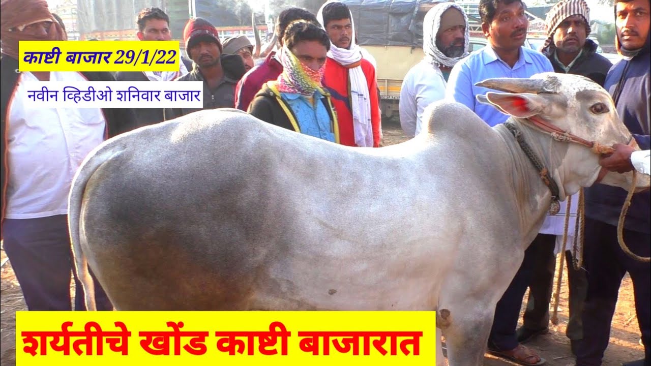 शर्यतीची खोंड काष्टी बाजारात बैल बाजार||Bail Bazaar||SafarBazaarachi