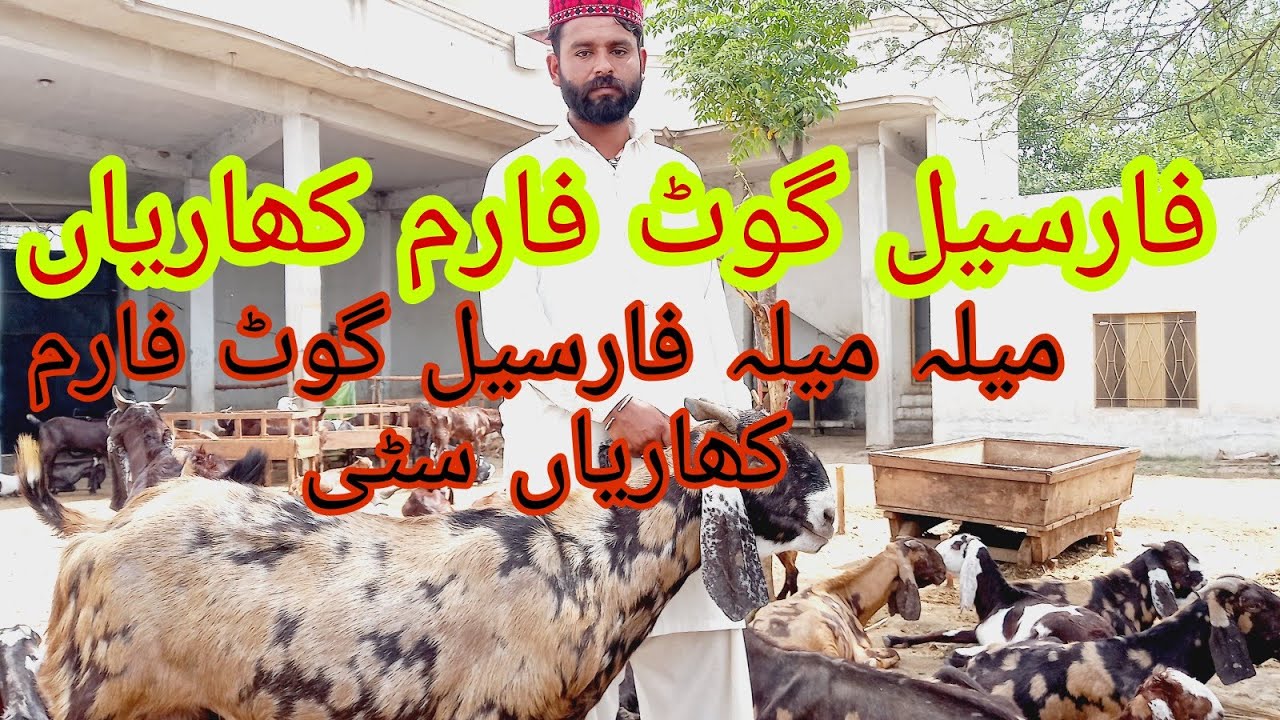 Kharian City goat Farm gujrat  beethal and Goats
