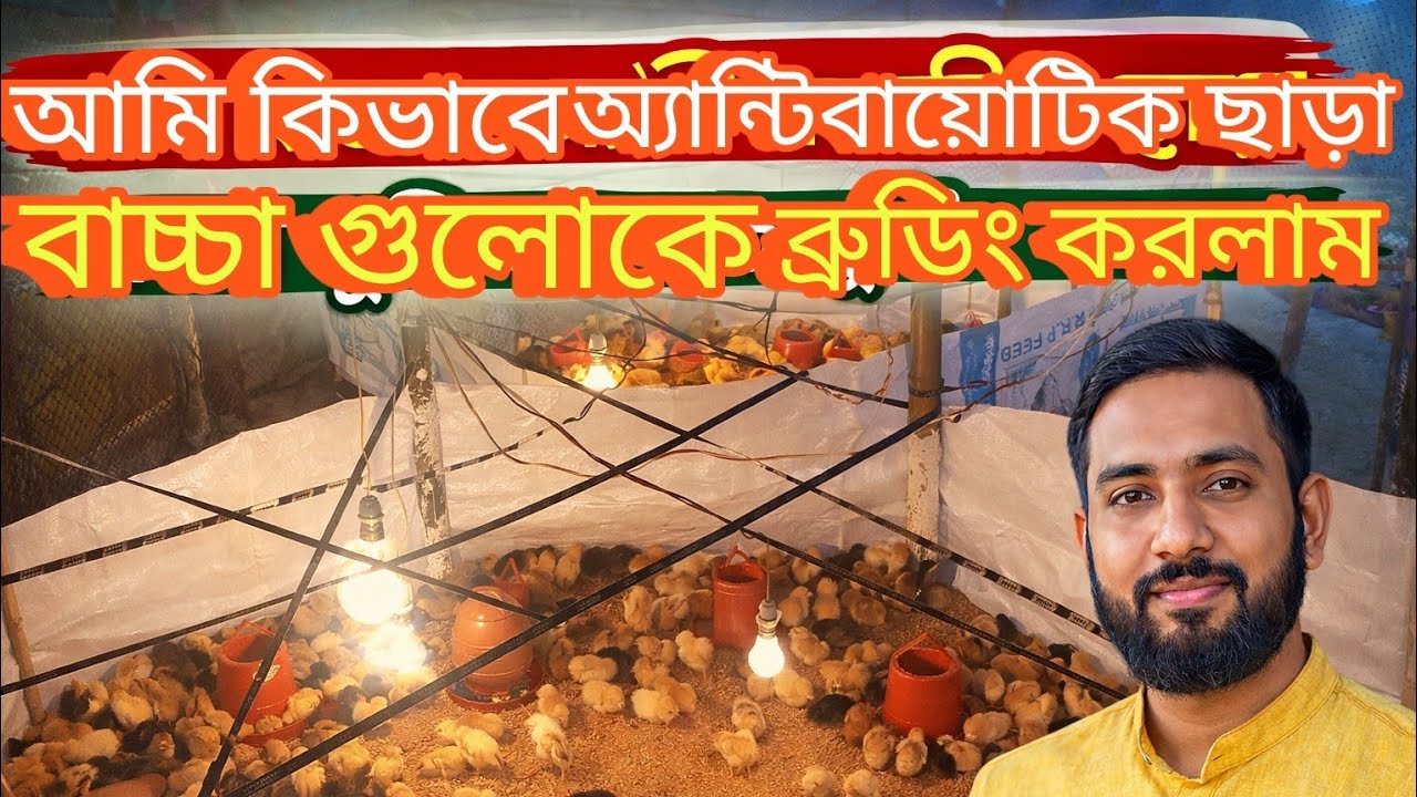 এন্টিবায়োটিক ছাড়া কিভাবে ব্রুডিং করলাম।। যে আমার মাত্র ৩পিস মুরগীর বাচ্চা মালা গেলো।।