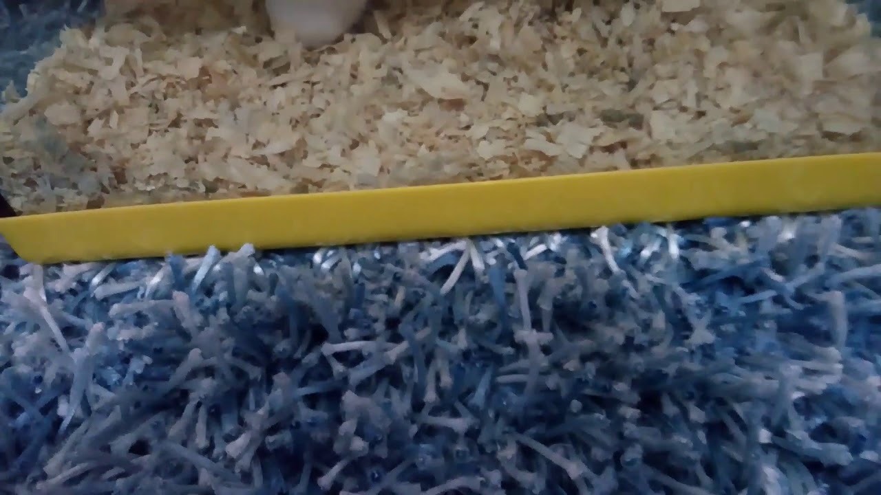Kuzenime karne hediyesi hamster aldım