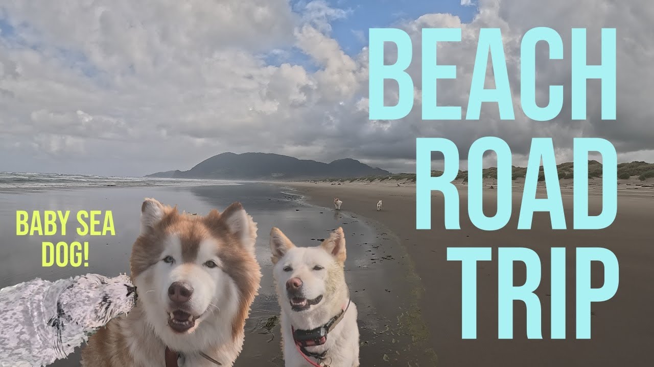 Ultimate Beach Road Trip with Dogs | Oregon Coast