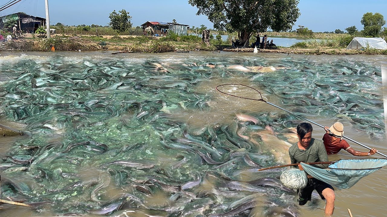 WOW! Amazing Fishing skill - village fishing in Flooded season 2023