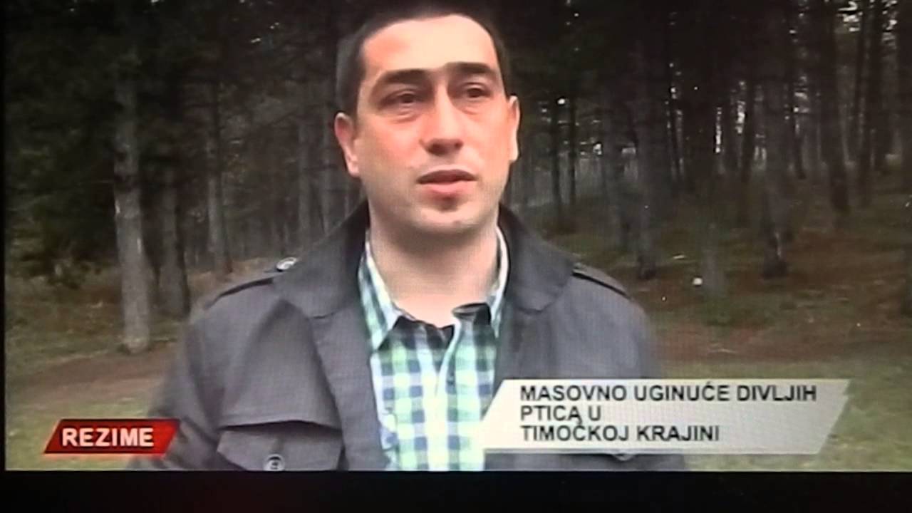 Masovno uginuće divljih ptica-Timočka krajina