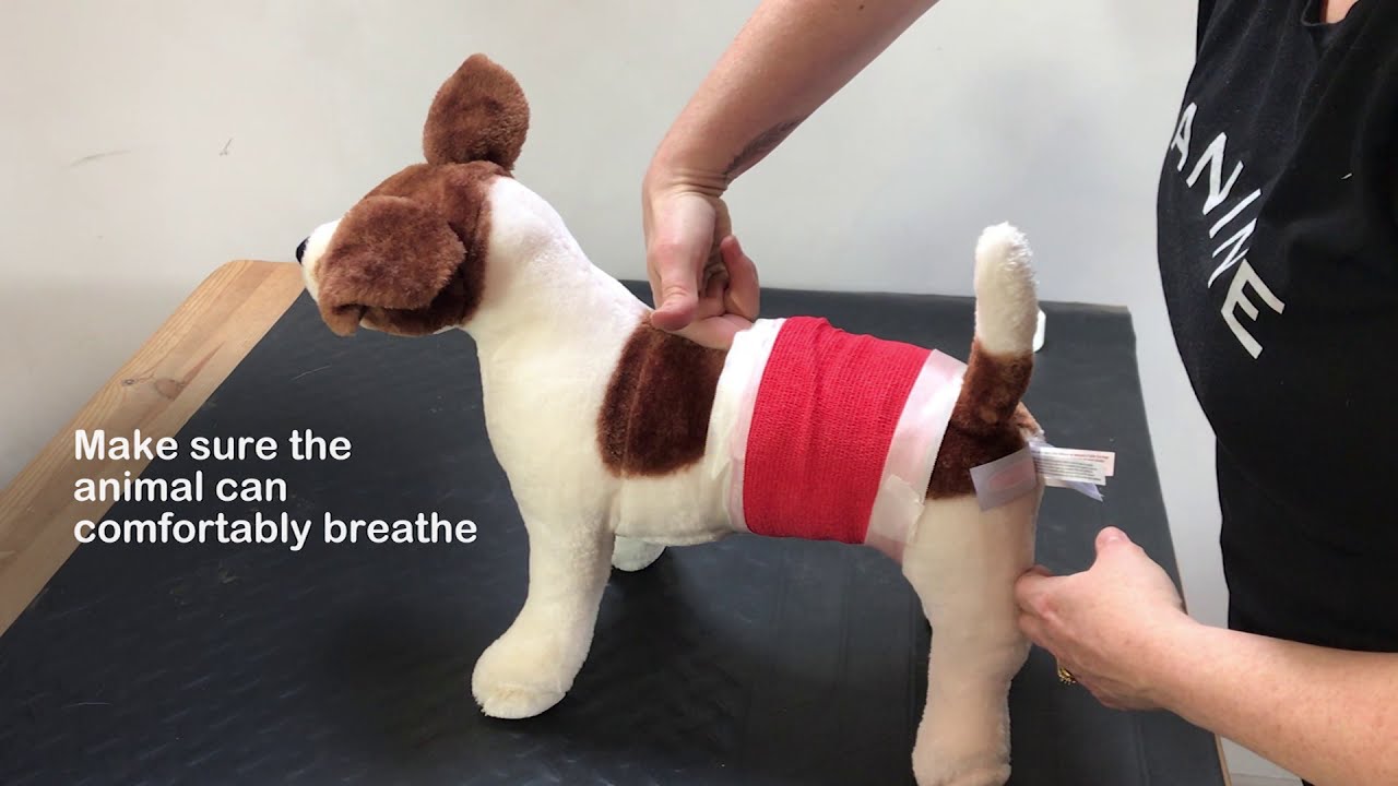 Dog Bandage - How to bandage a dog - Emergency pet first aid by vet Dr Sophie Bell
