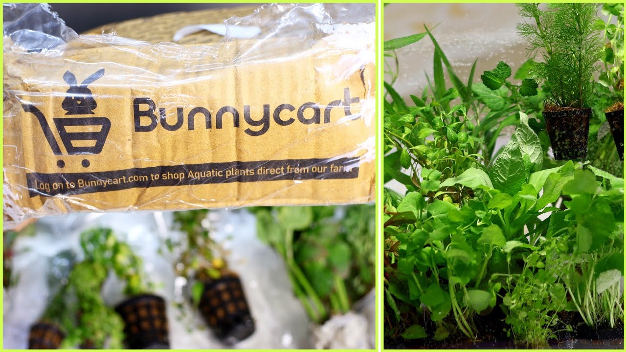 Aquatic Plants Unboxing || Bunnycart Live Aquatic Plants Unboxing.