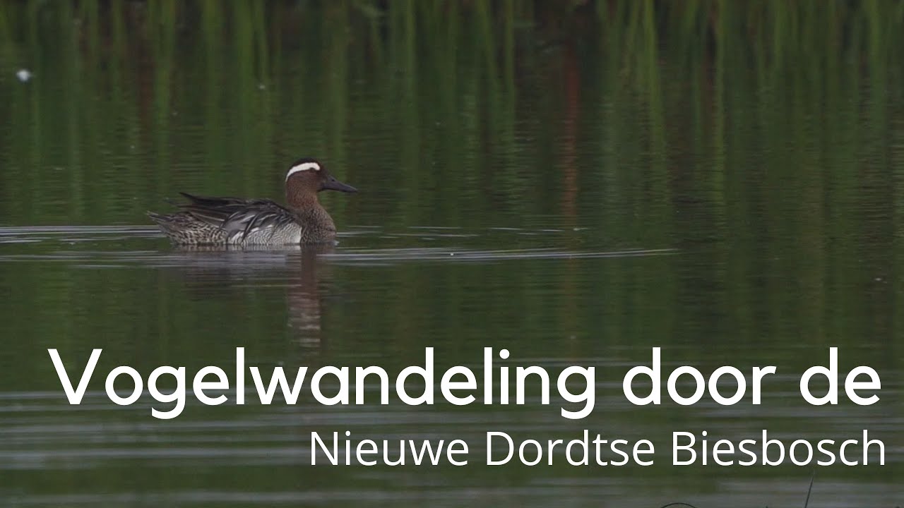 Vogelwandeling door de Nieuwe Dordtse Biesbosch #1520