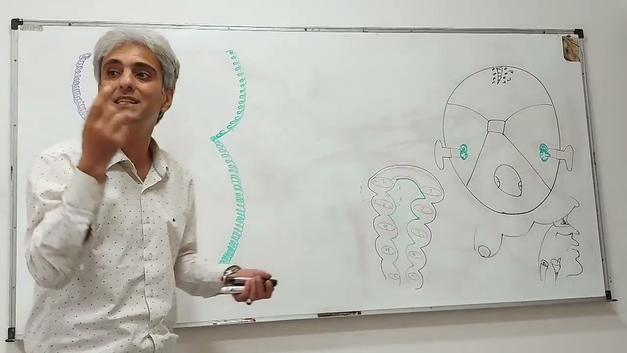 جنین شناسی(تکامل گوش)