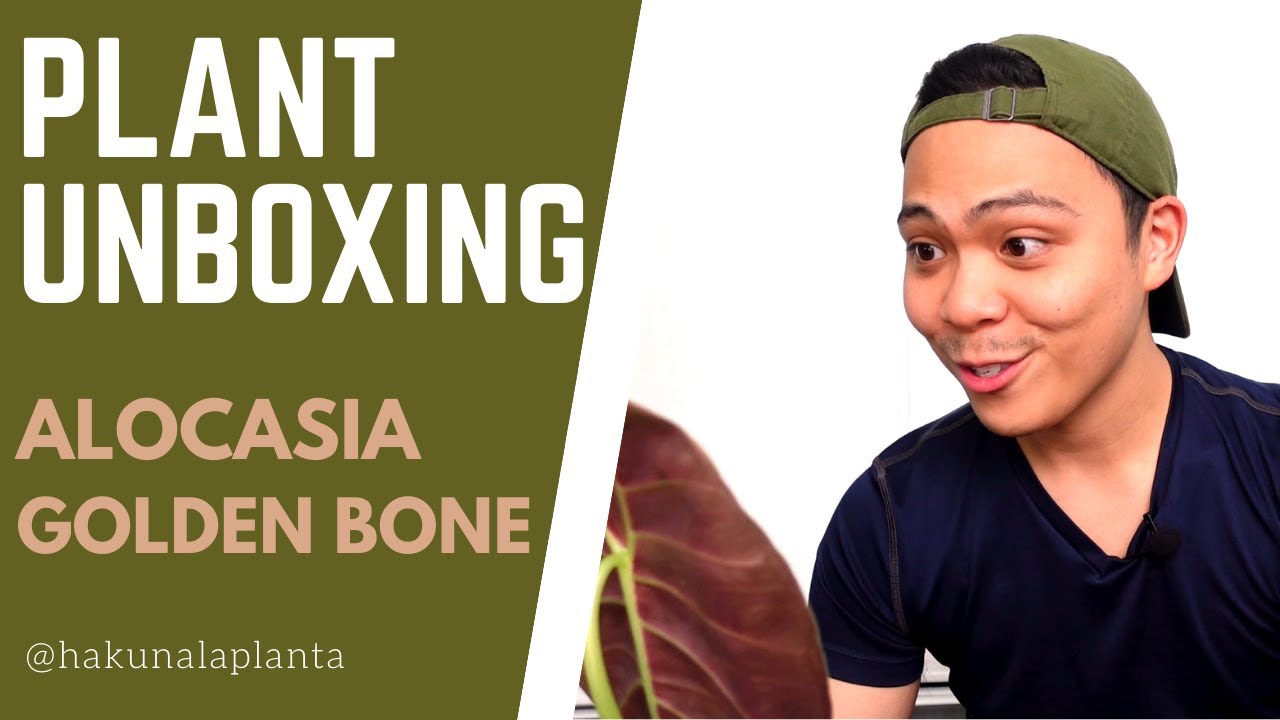 Plant Unboxing - Alocasia Golden Bone