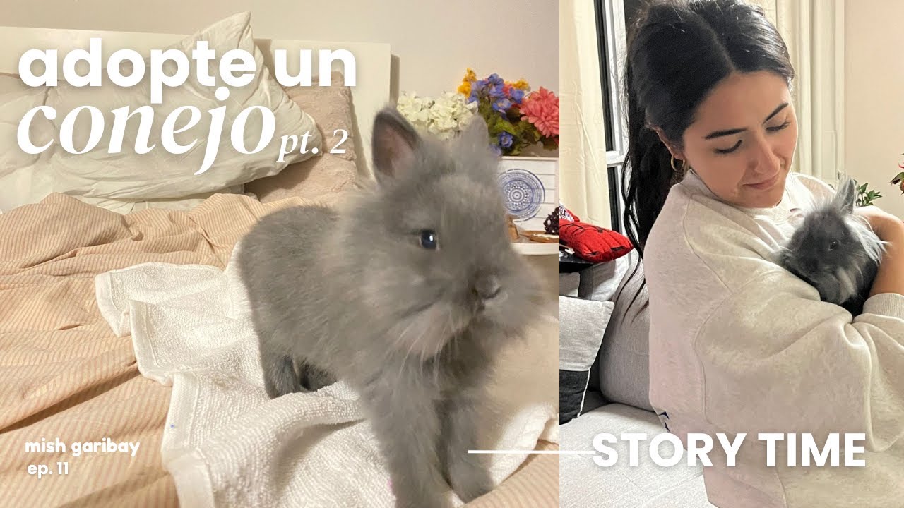 ✨ como es tener un conejo en casa? | Mish Garibay
