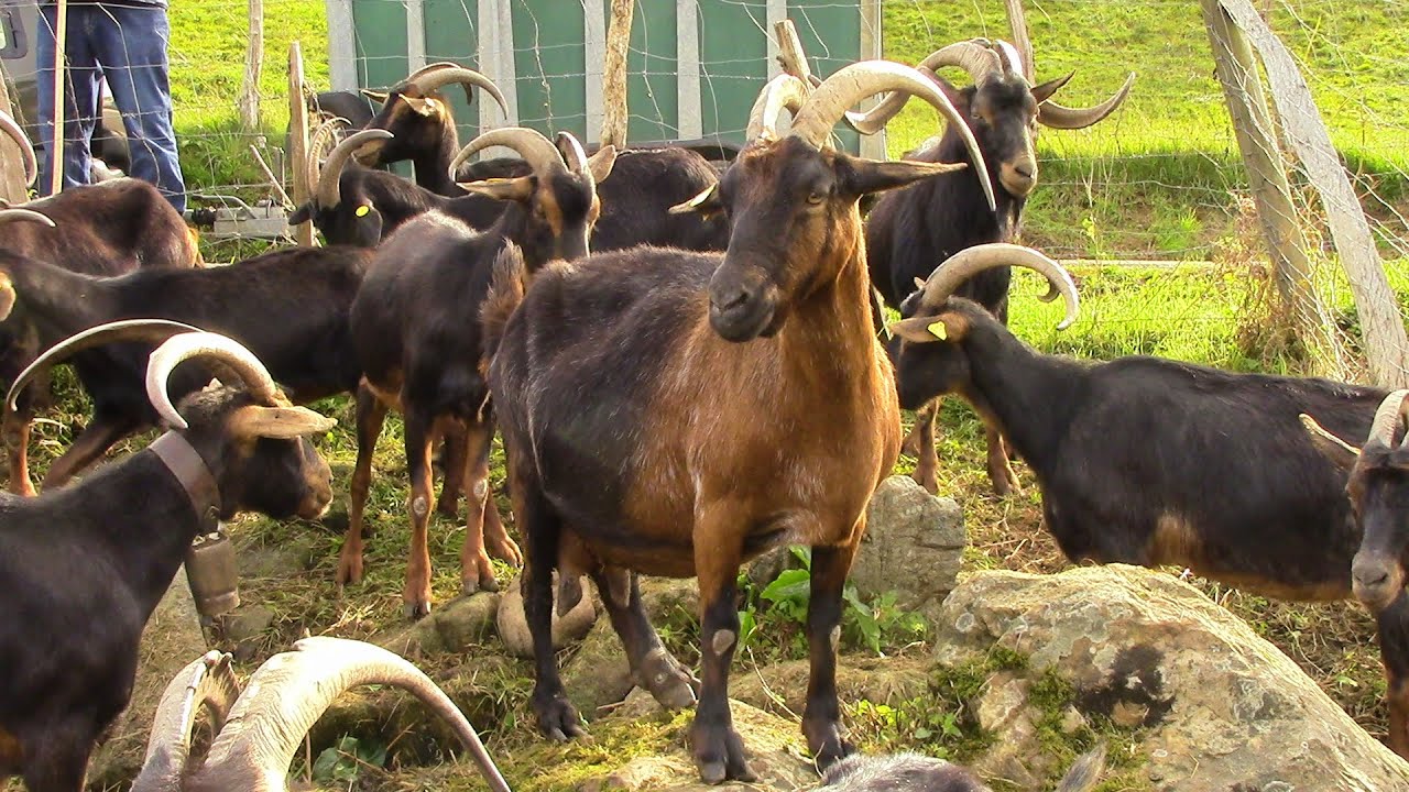 FERIA EN GURIEZO DE GANADO OVINO Y CAPRINO ( XXVII edición 2015 )