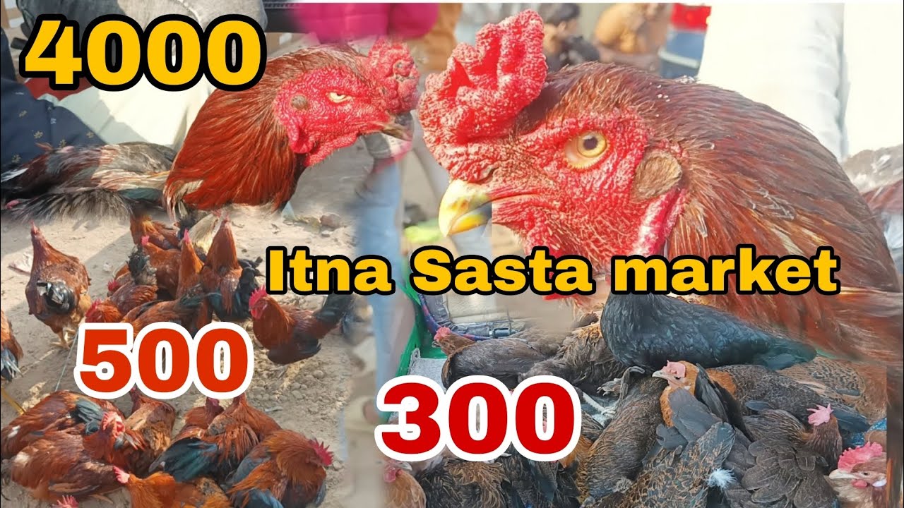 Saniwar murga market chauri chaura bahut hi sasta