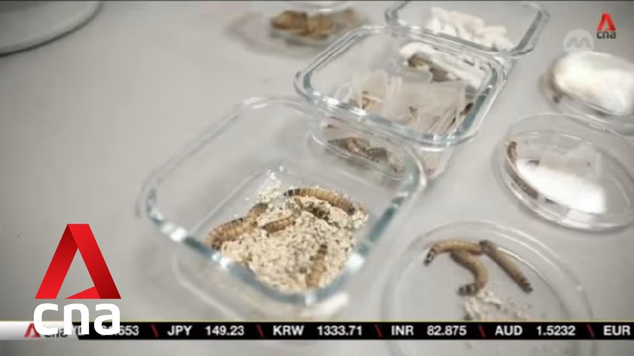 NTU scientists use 'superworms' to digest plastic