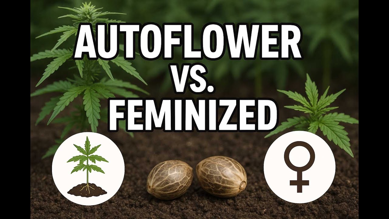 Autoflower vs  Feminized Seeds What&rsquo;s the Difference