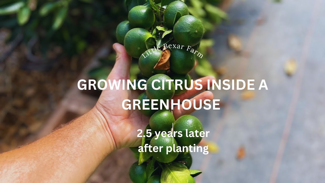 1000's of citrus fruits on 2.5 year old trees