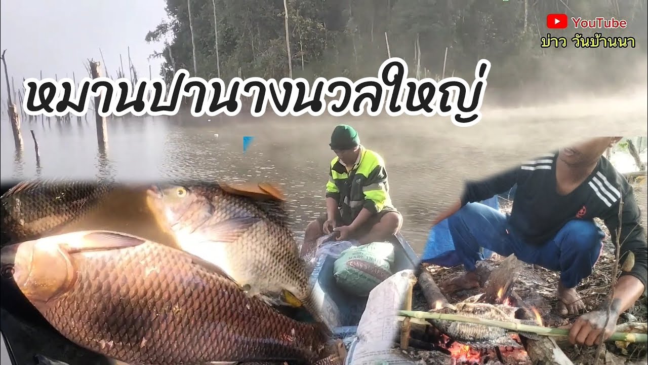 หมานปานางนวลใหญ่/ໄດ້ປານາງນວນ6ໂລ