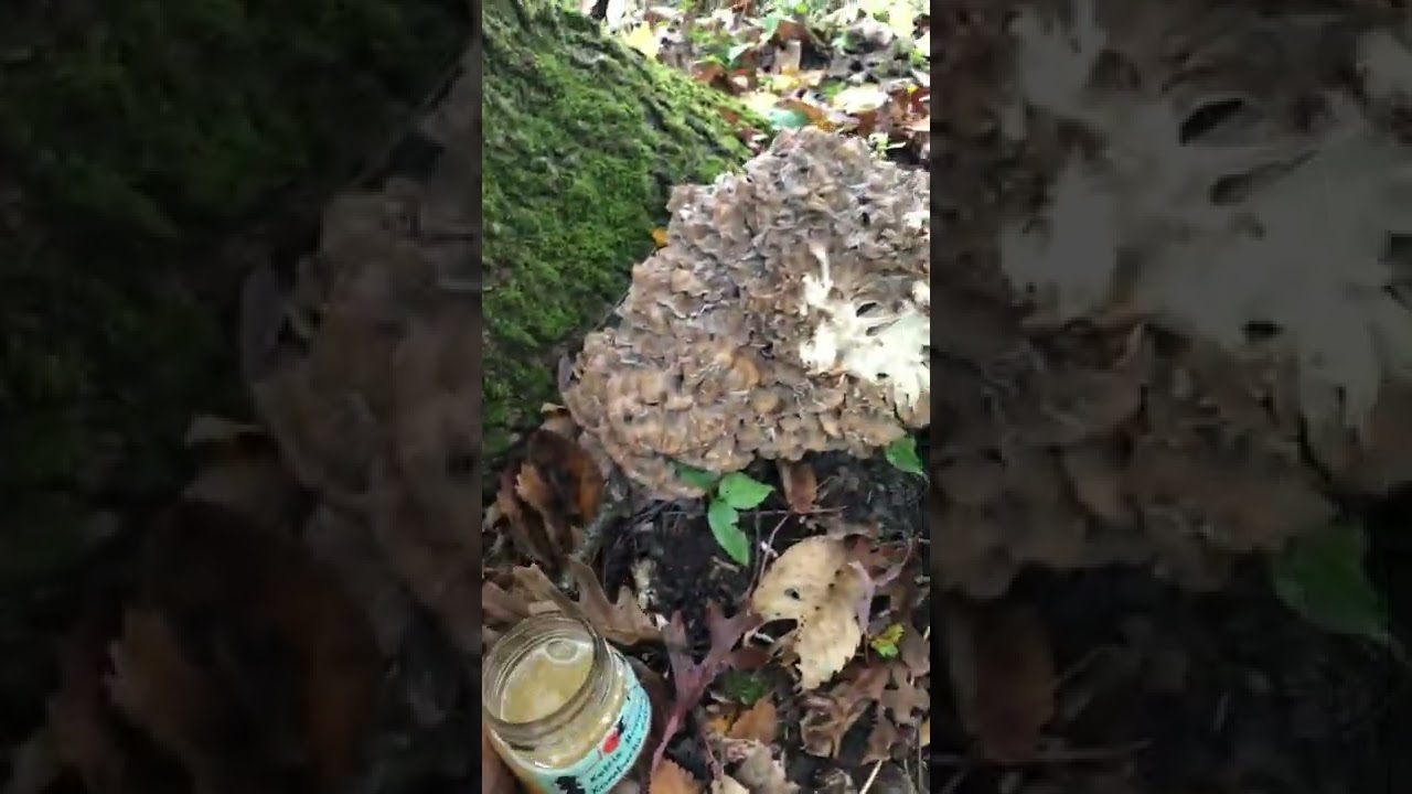 An animal nibbled this Maitake mushroom- booch farm foraging