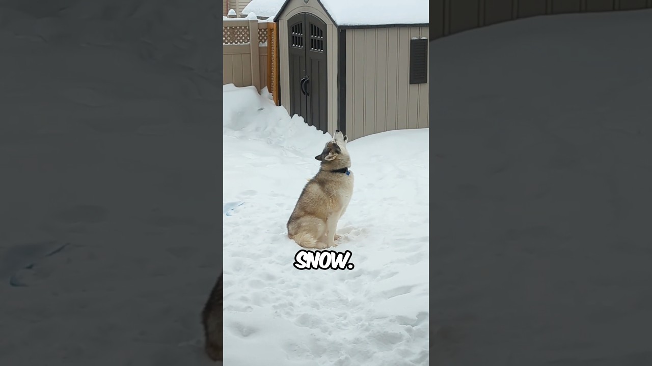 Huskies love snow