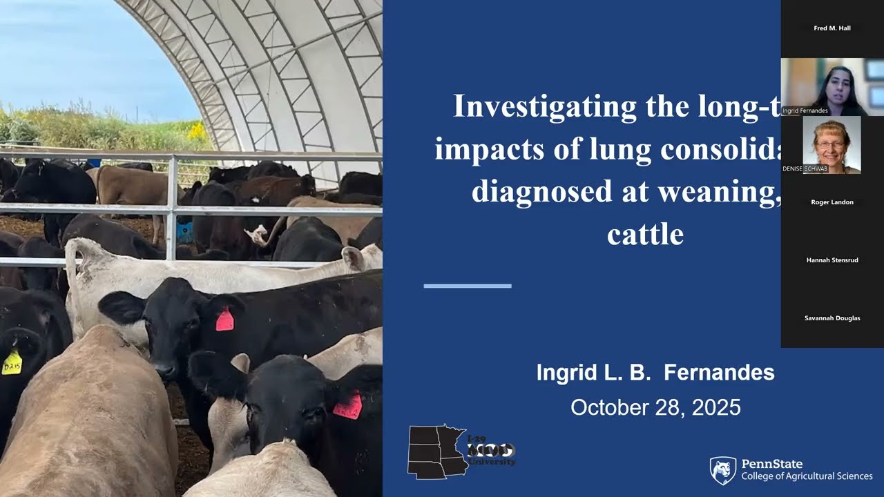 Beef on Dairy Dialogue: Impacts of early-life Bovine Respiratory Disease on growth & carcass traits