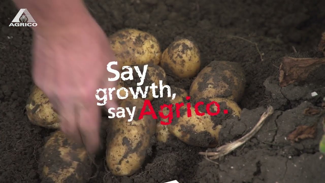 AGRICO VARIETIES - Markies