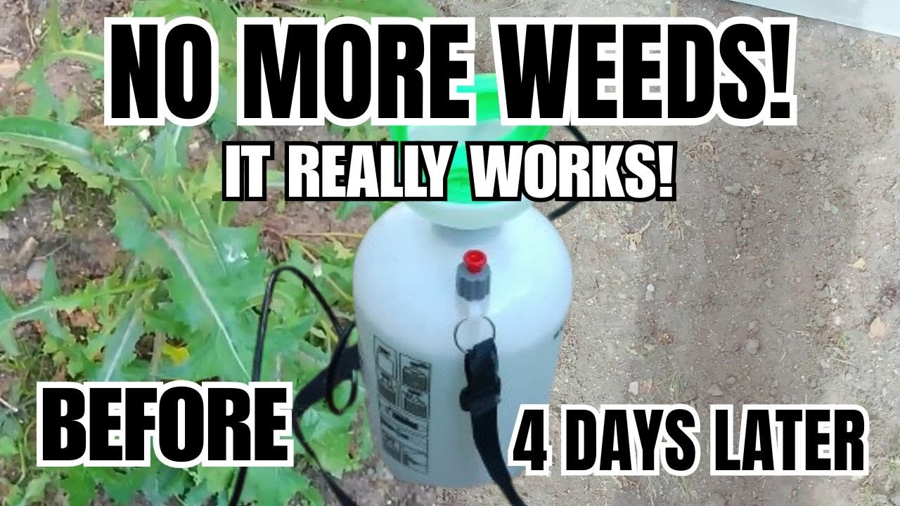 HOW TO KILL WEEDS I TESTED VINEGAR WEED KILLER AND HERE’S WHAT HAPPENED