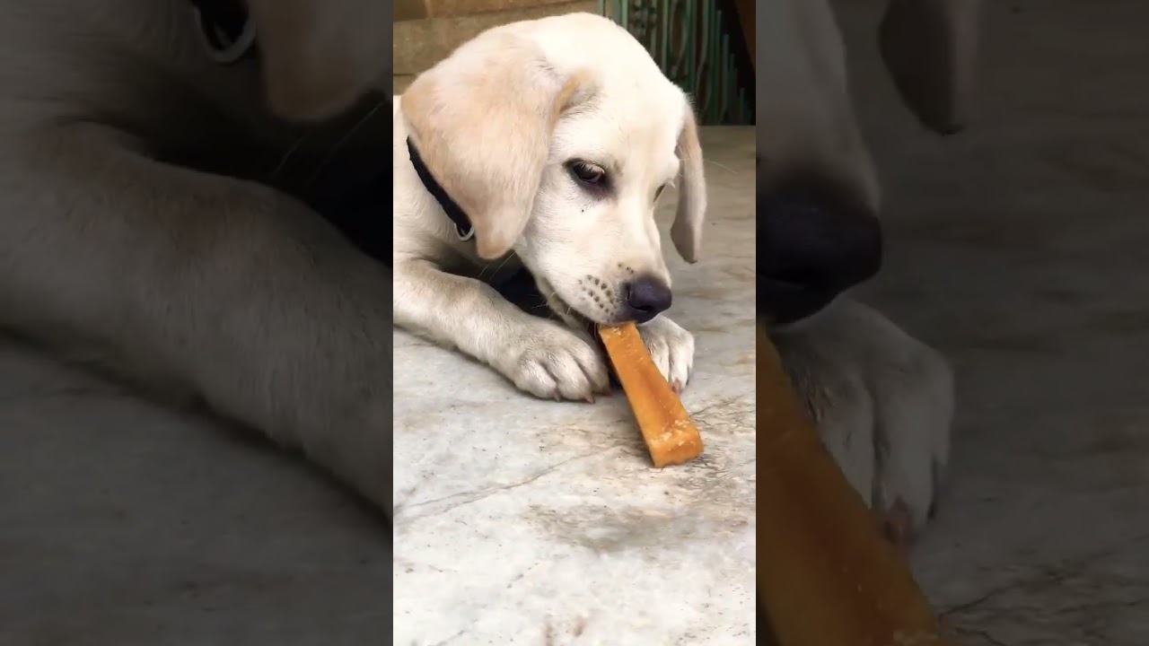 Puppy eating HUFT Yakies Chew Bone #labrador #funnydogs #cutedog #funnypuppy #shorts