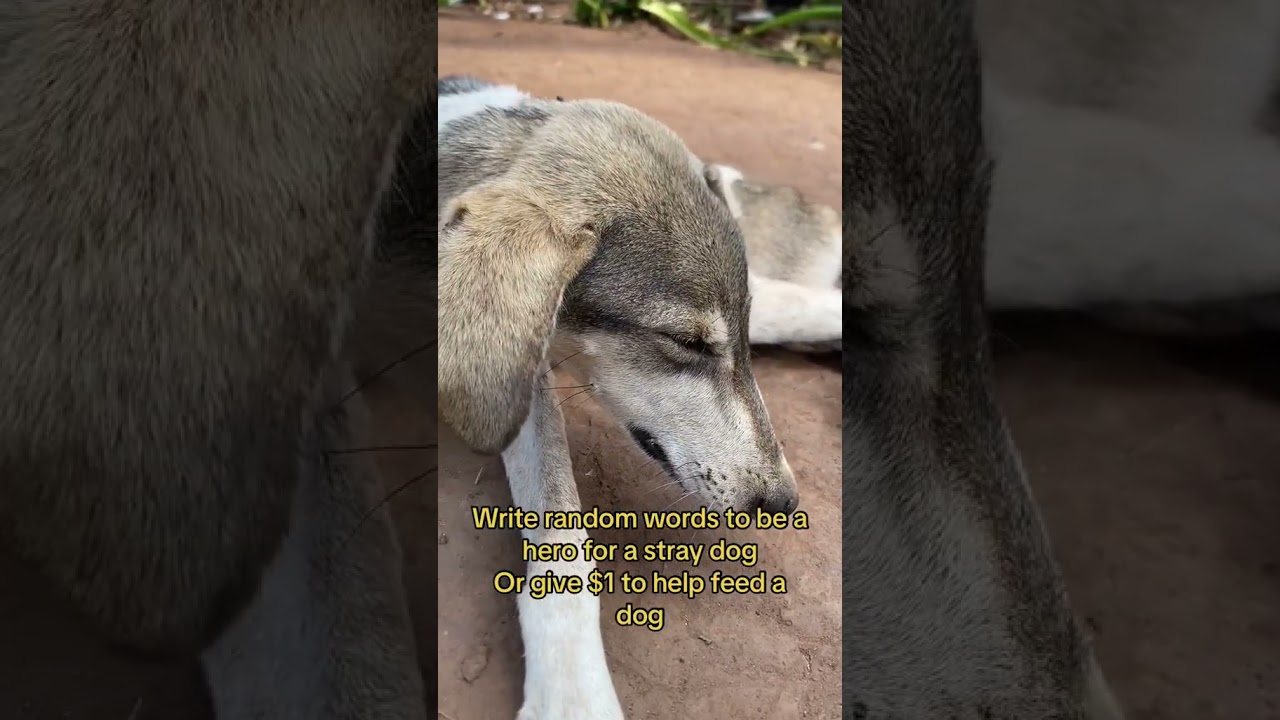 please be kind to feed a stray dog. #dog #puppy #rescuedog #feedastray