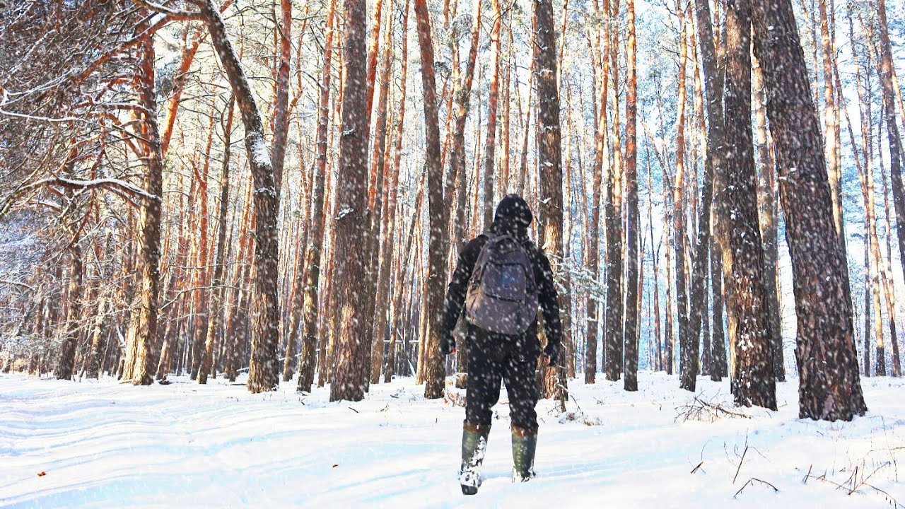 Магія зимового лісу❄️ Грибник потрапив у минуле | Рижики та інші дари лісу🌲