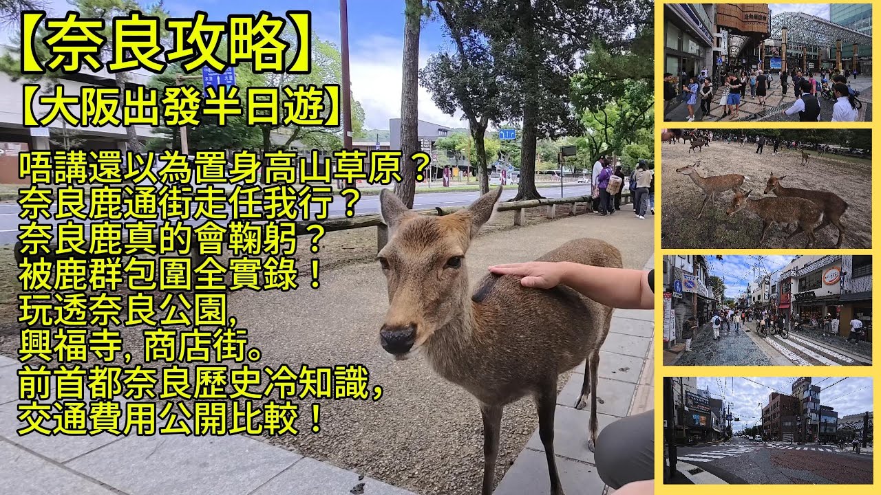 [4K]【日本奈良攻略】大阪出發半日遊！奈良鹿真的會鞠躬？奈良鹿路霸任我行？鹿群包圍追擊，搶鹿餅全實錄！半日玩透奈良公園興福寺，商店街，交通費用大公開！還介紹比東京、京都更早的首都奈良歷史冷知識。
