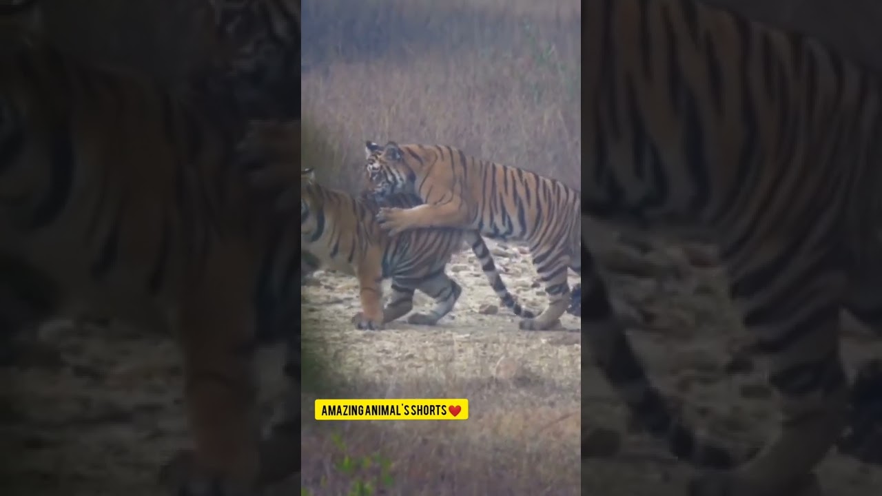 spotted 300 KG tiger mating ritual|| 2022 Best Animals mating moment|| #shorts #tiger