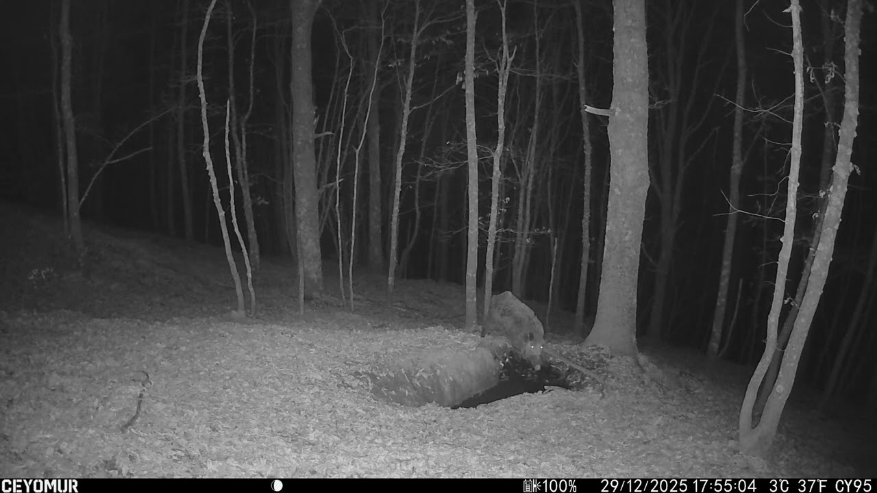 Verro 🐗 - Sus Scrofa #fototrappolaggio